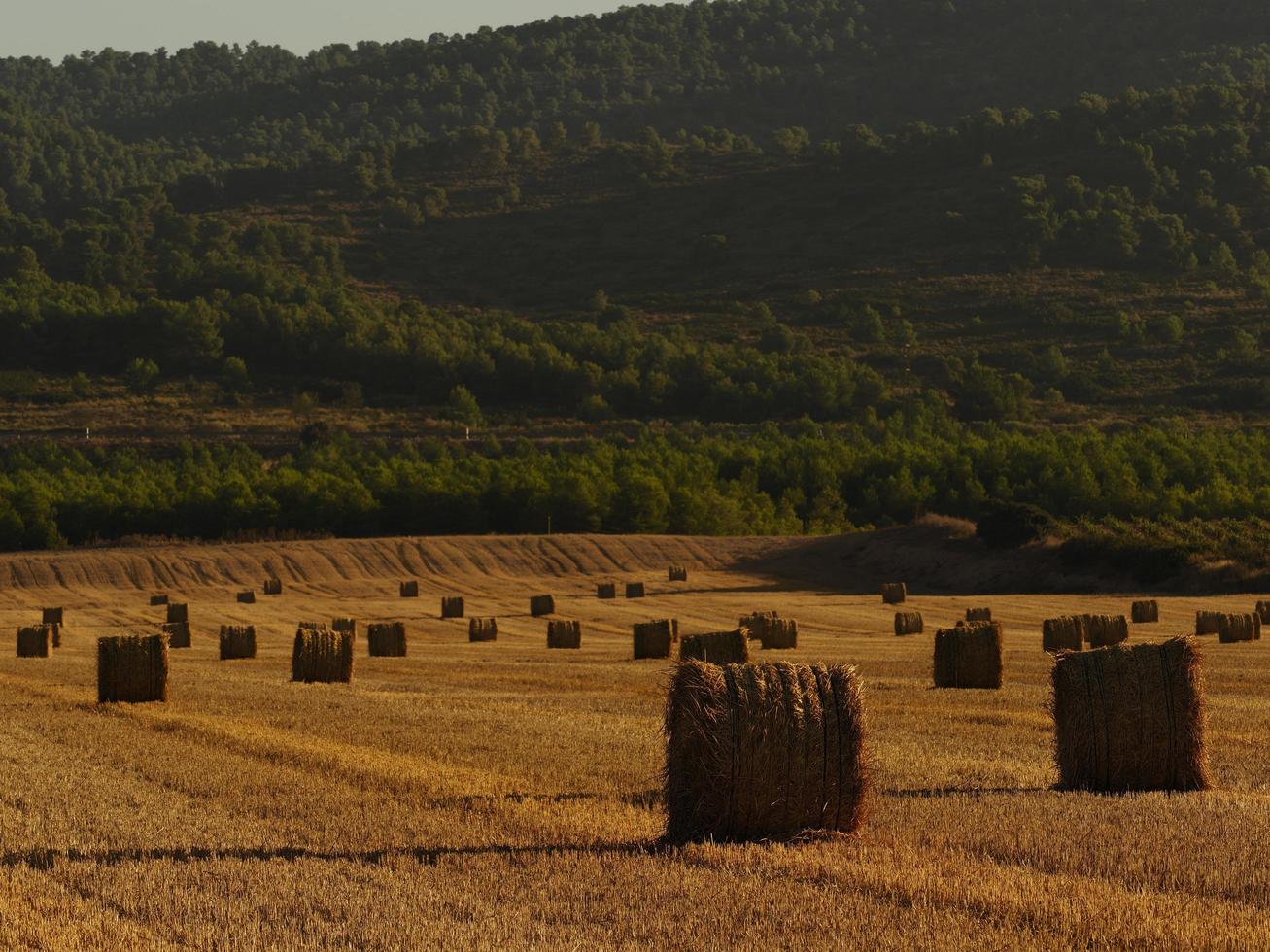 Fardos de paja en un campo de cereales temprano en la mañana, Almansa, España foto