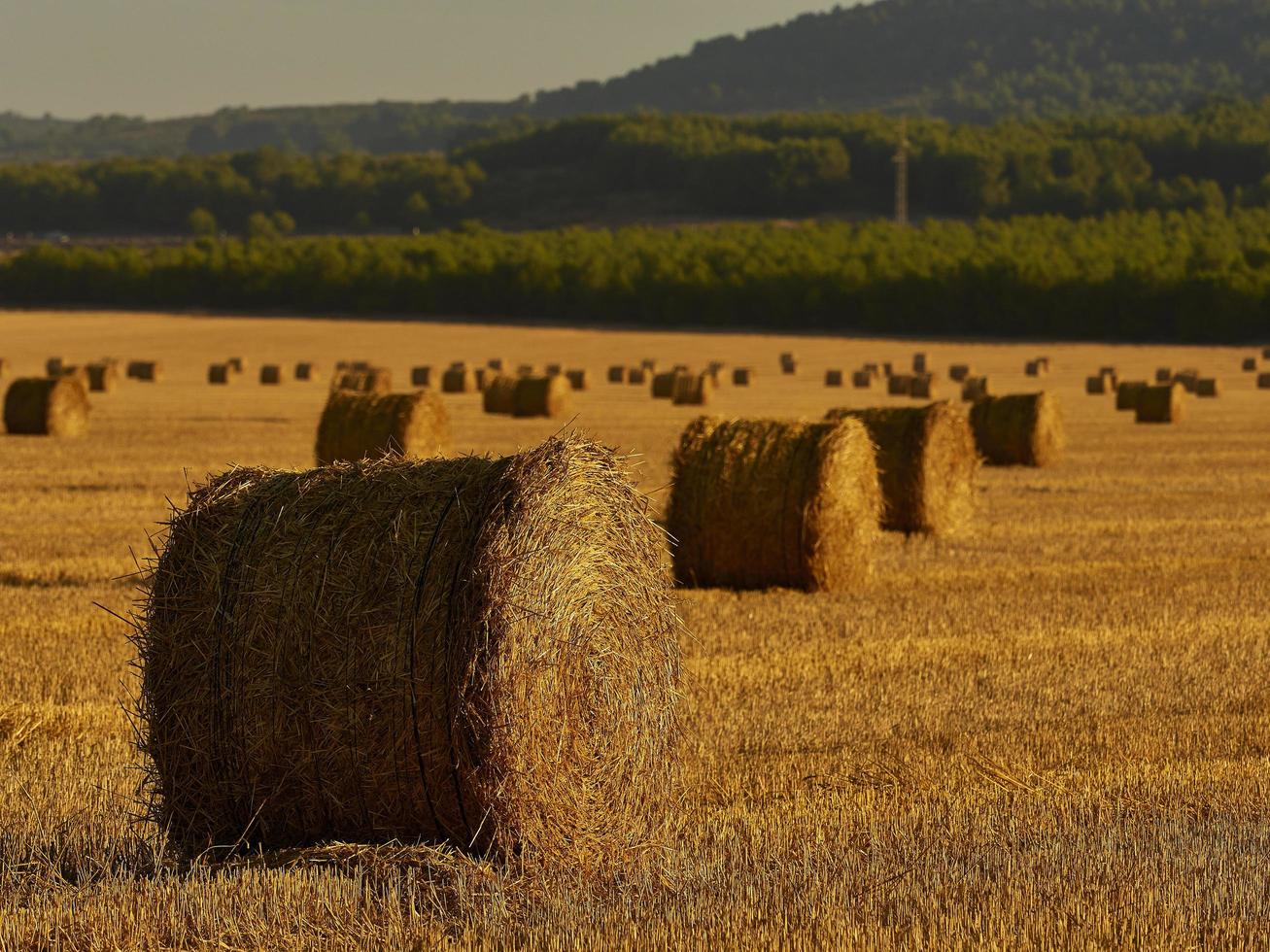Straw bales in a cereal field early in the morning, Almansa, Spain photo