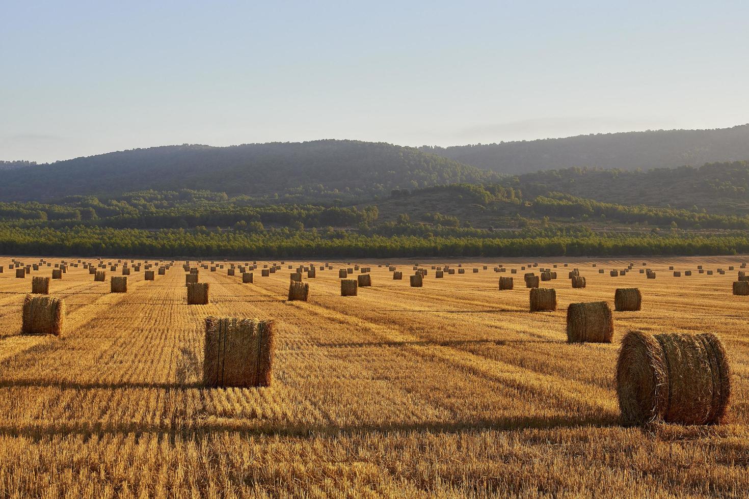 Straw bales in a cereal field early in the morning, Almansa, Spain photo