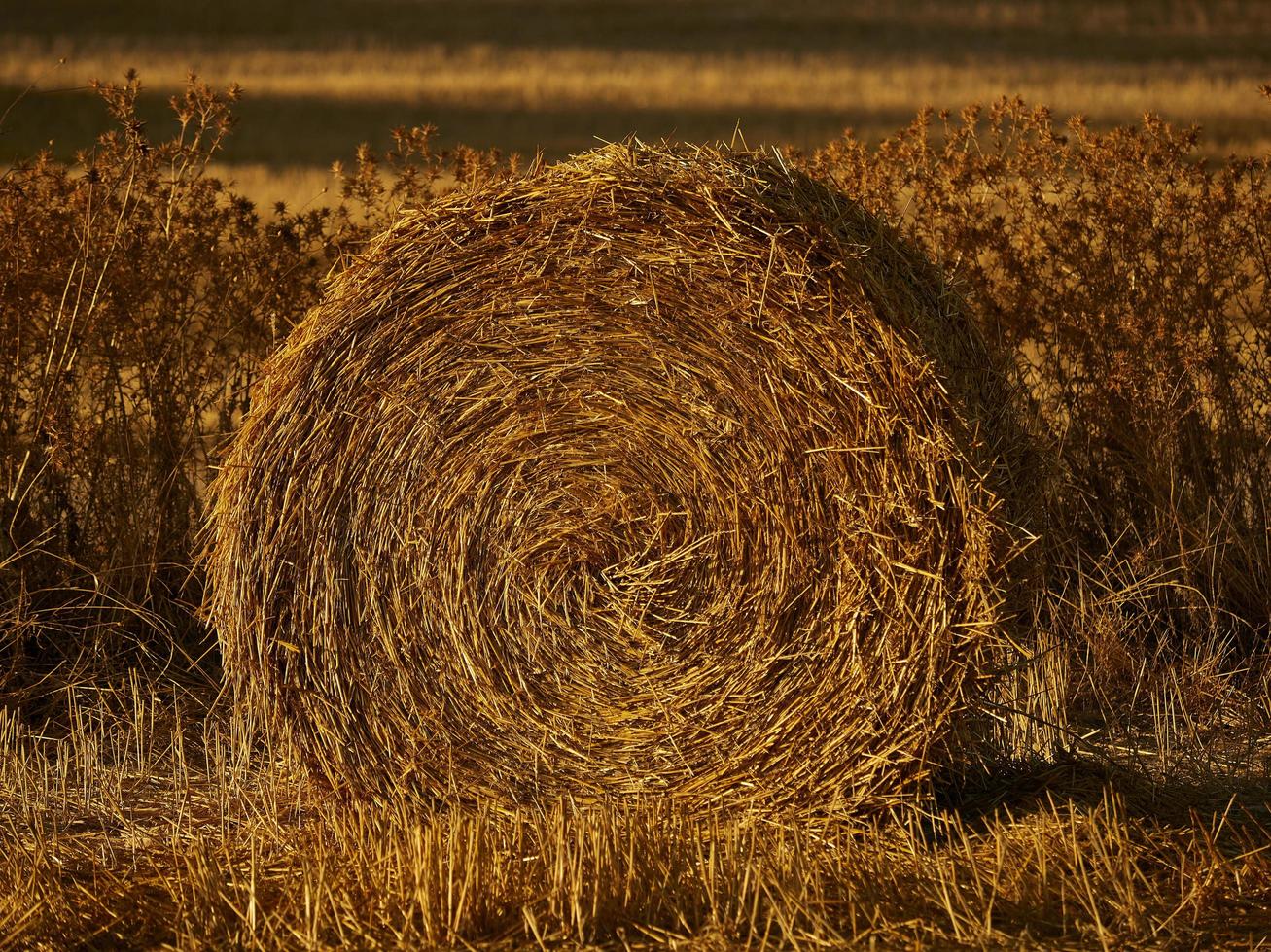 Straw bales in a cereal field early in the morning, Almansa, Spain photo