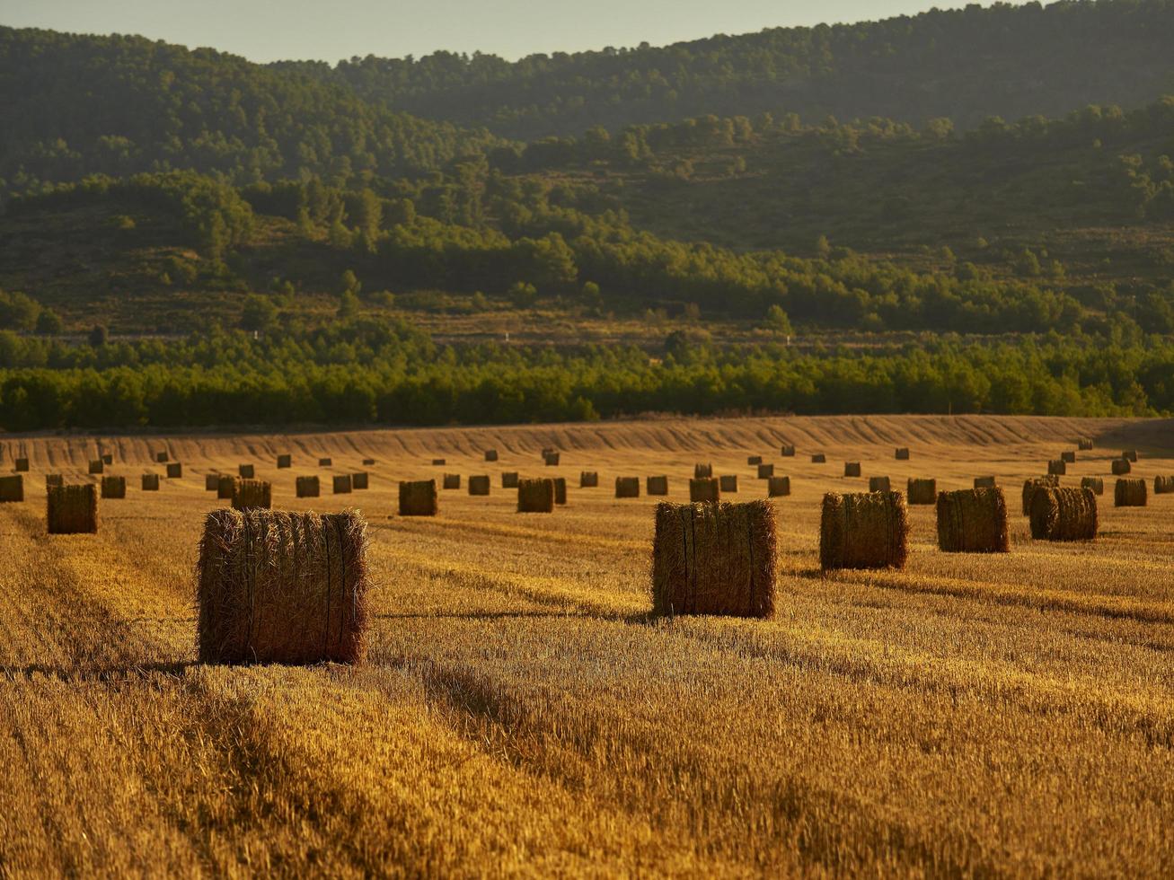 Straw bales in a cereal field early in the morning, Almansa, Spain photo