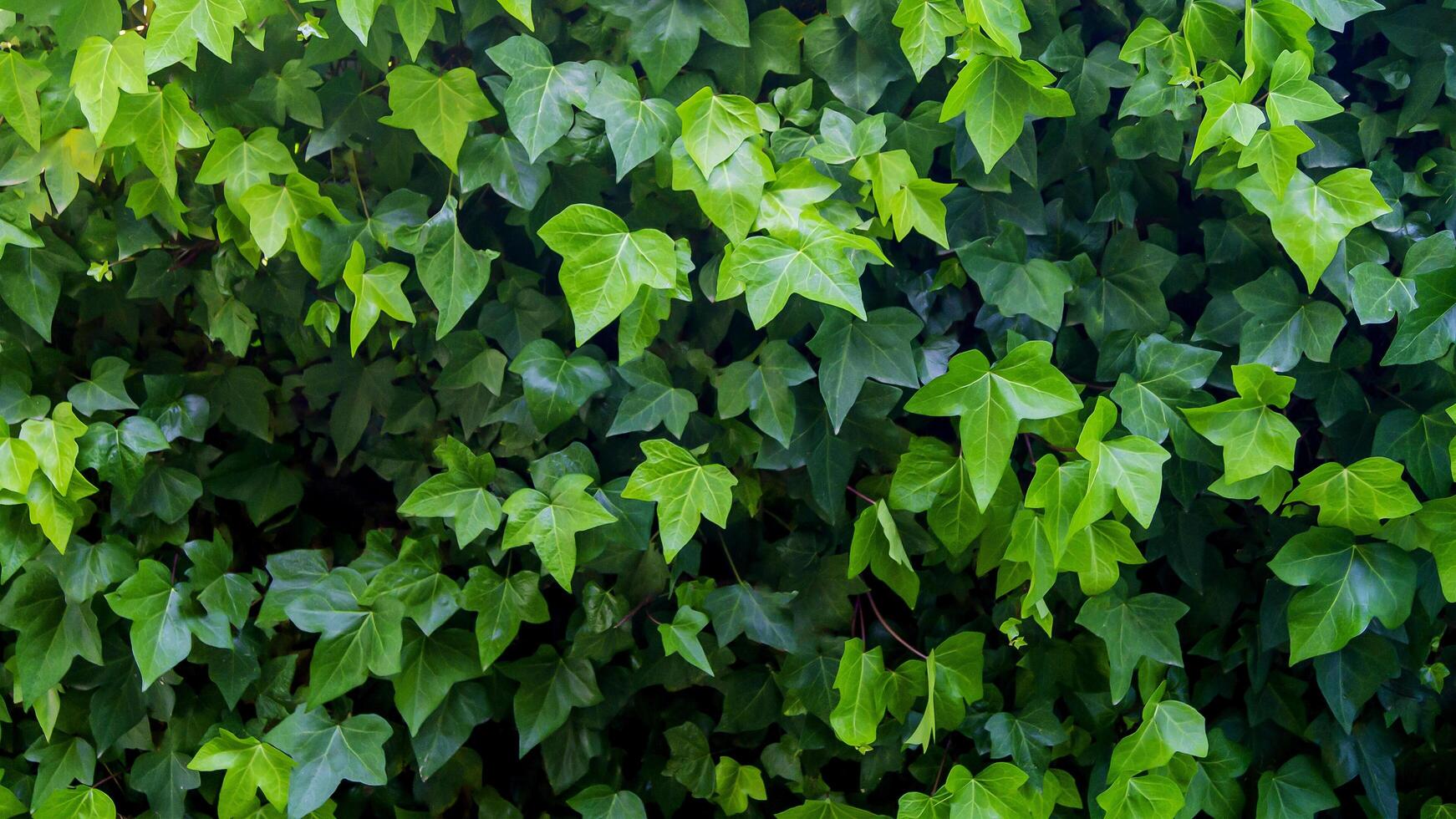 Ivy Leaf Stock Photos, Images and Backgrounds for Free Download