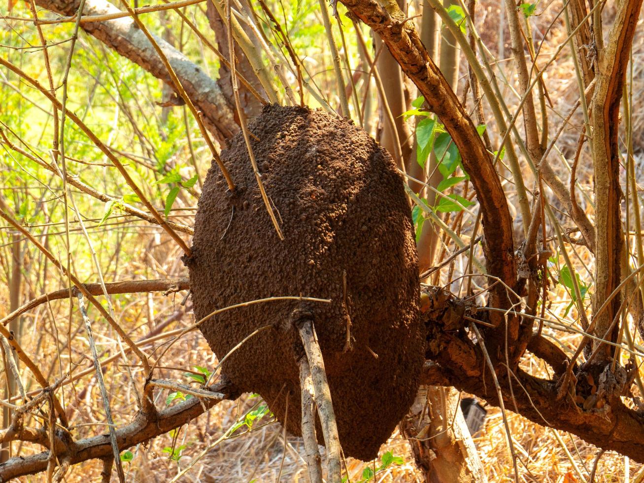 termite nest in colony on tree. These insects are responsible for destroying wooden objects and houses. photo