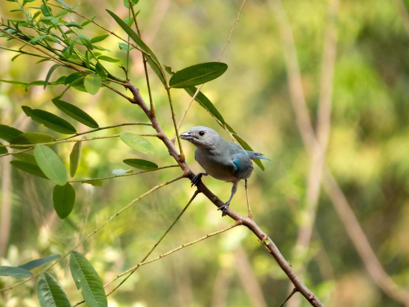 sayaca tanager tangara sayaca aislado en la rama de un árbol en la extensión del bosque atlántico de brasil. pájaro de la fauna brasileña foto