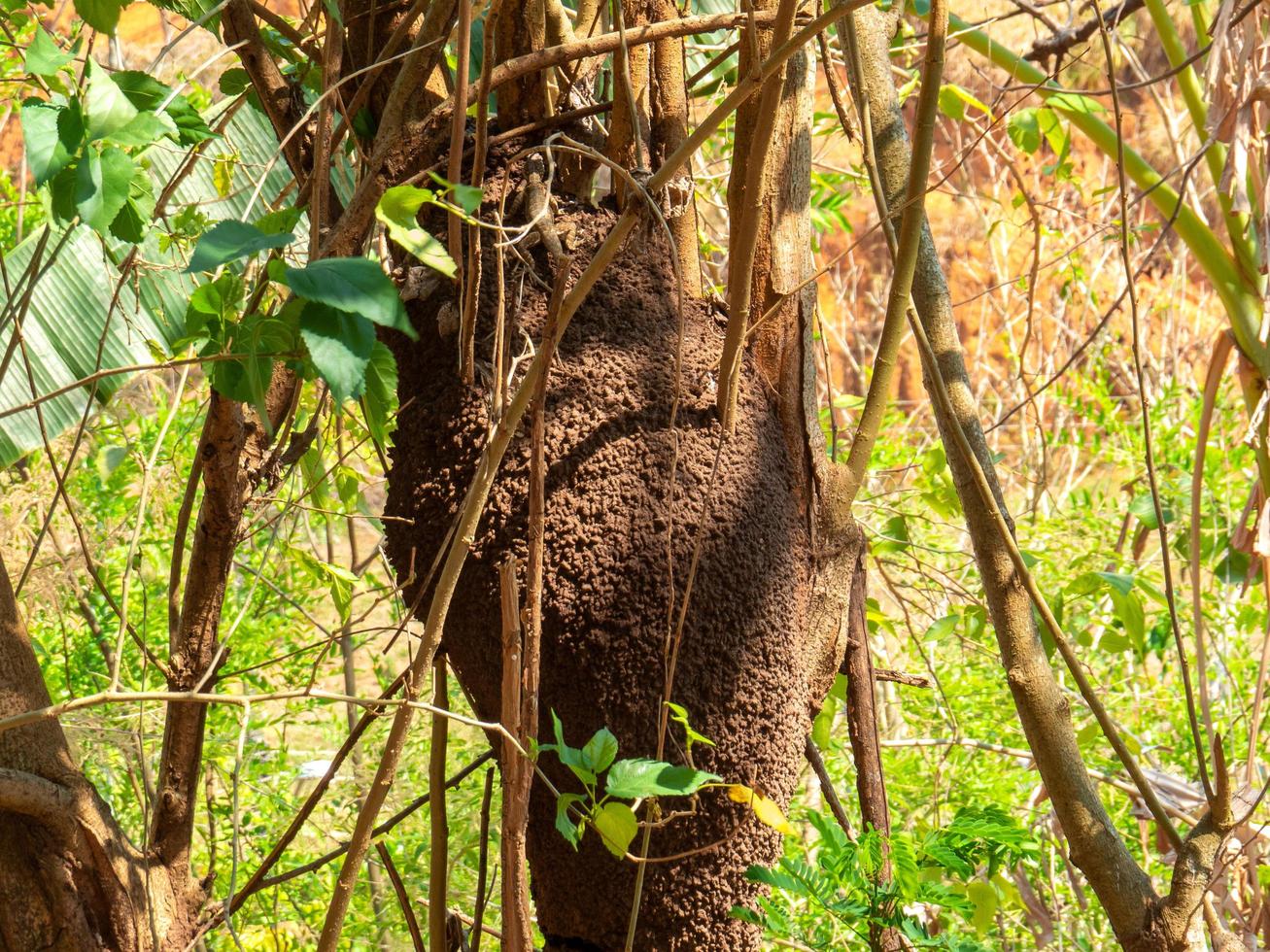 termite nest in colony on tree. These insects are responsible for destroying wooden objects and houses. photo