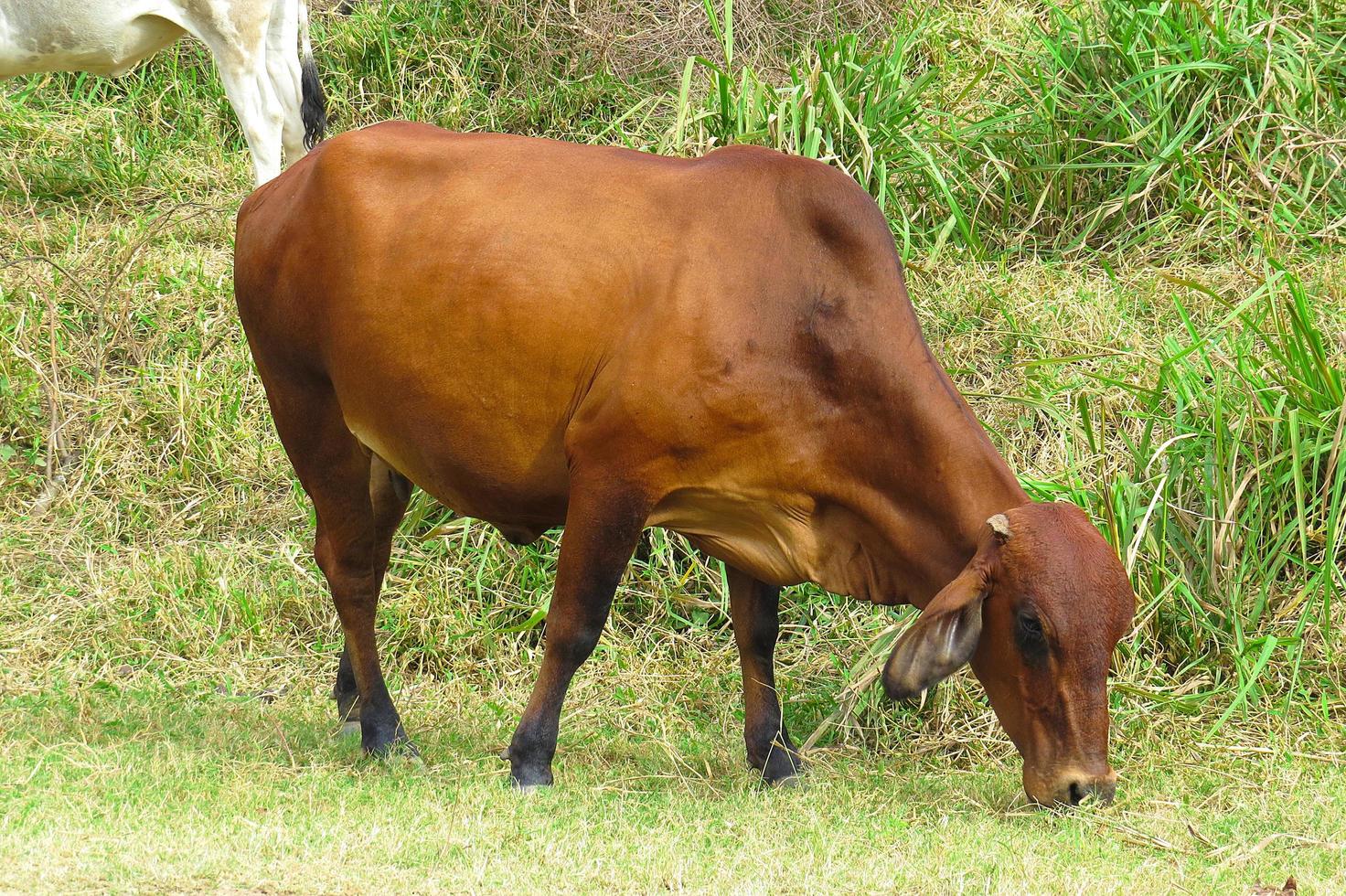 close-up ox grazing on green field in farm area. Agricultural production of bovine animals photo