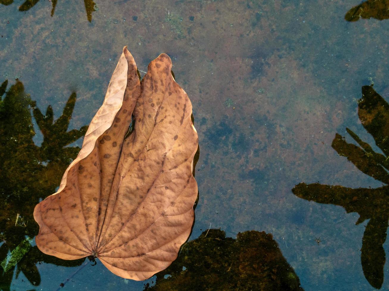 close-up of dry leaf on calm water surface photo