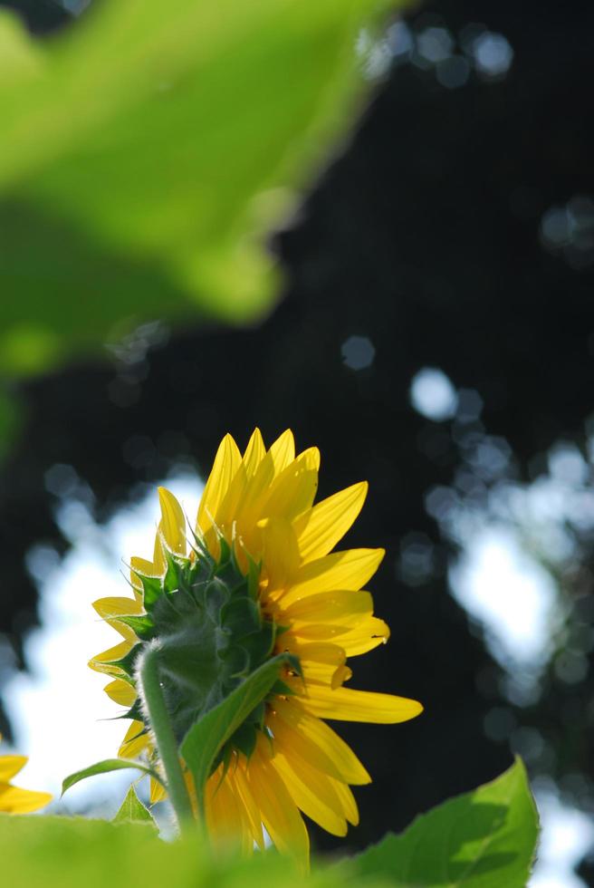 girasol, brote joven, florecer, macro, cicatrizarse foto