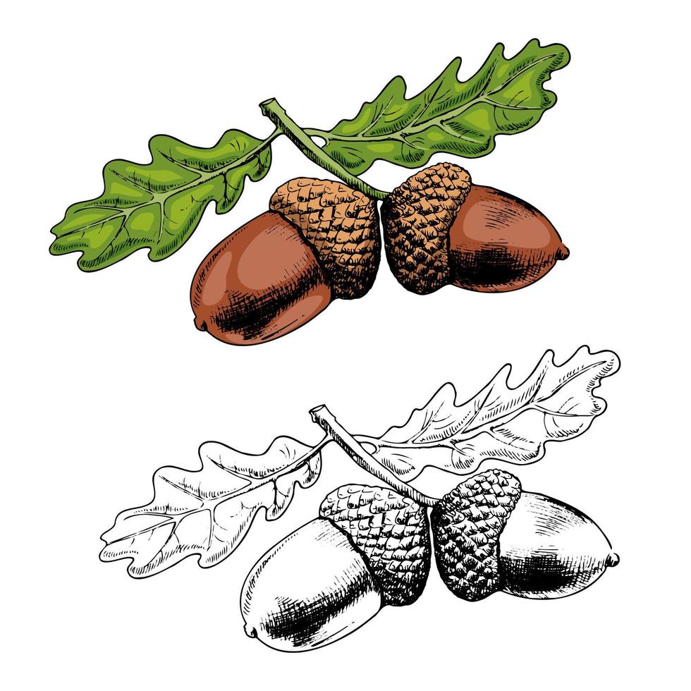 Ilustración de vector dibujado a mano de rama de roble. bellota y hojas elemento de diseño de boceto aislado sobre fondo blanco. Dibujo a mano alzada de tinta de símbolo botánico de otoño.