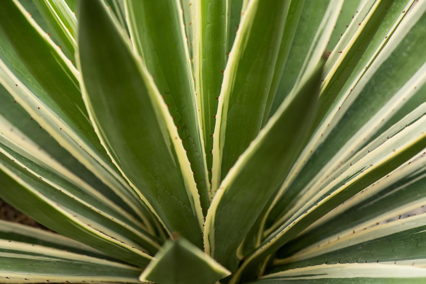 The leaves of the trees that rise in the desert photo