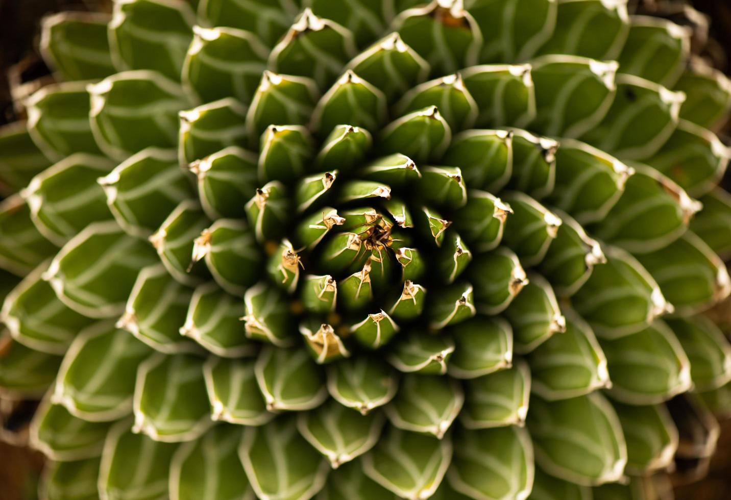 el cactus que el encanto es la hermosa flor de cactus foto