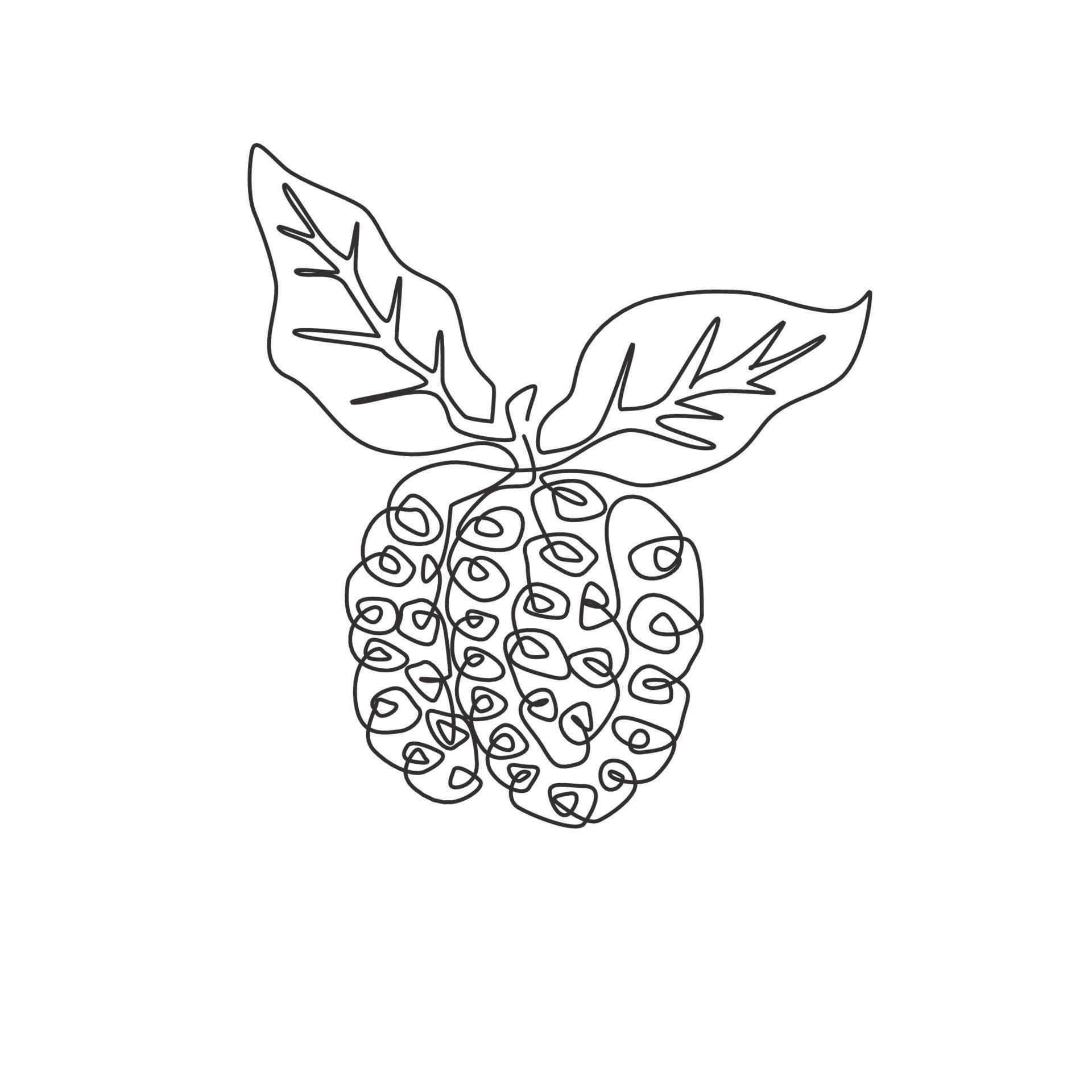 One single line drawing of whole healthy organic noni for ...