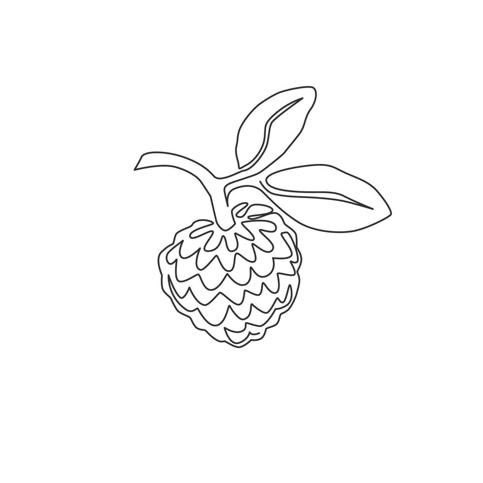 One single line drawing of whole healthy organic fruit sugar for orchard logo identity. Fresh tropical fruitage concept for fruit garden icon. Modern continuous line draw design vector illustration