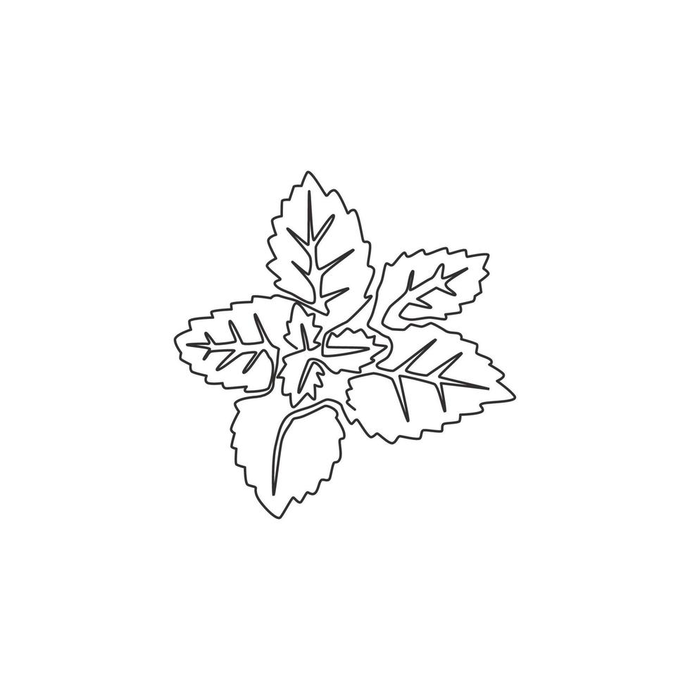 Single continuous line drawing of healthy organic mint leaves for farm logo identity. Fresh mentha plant concept for plantation icon. Modern one line draw design graphic vector illustration