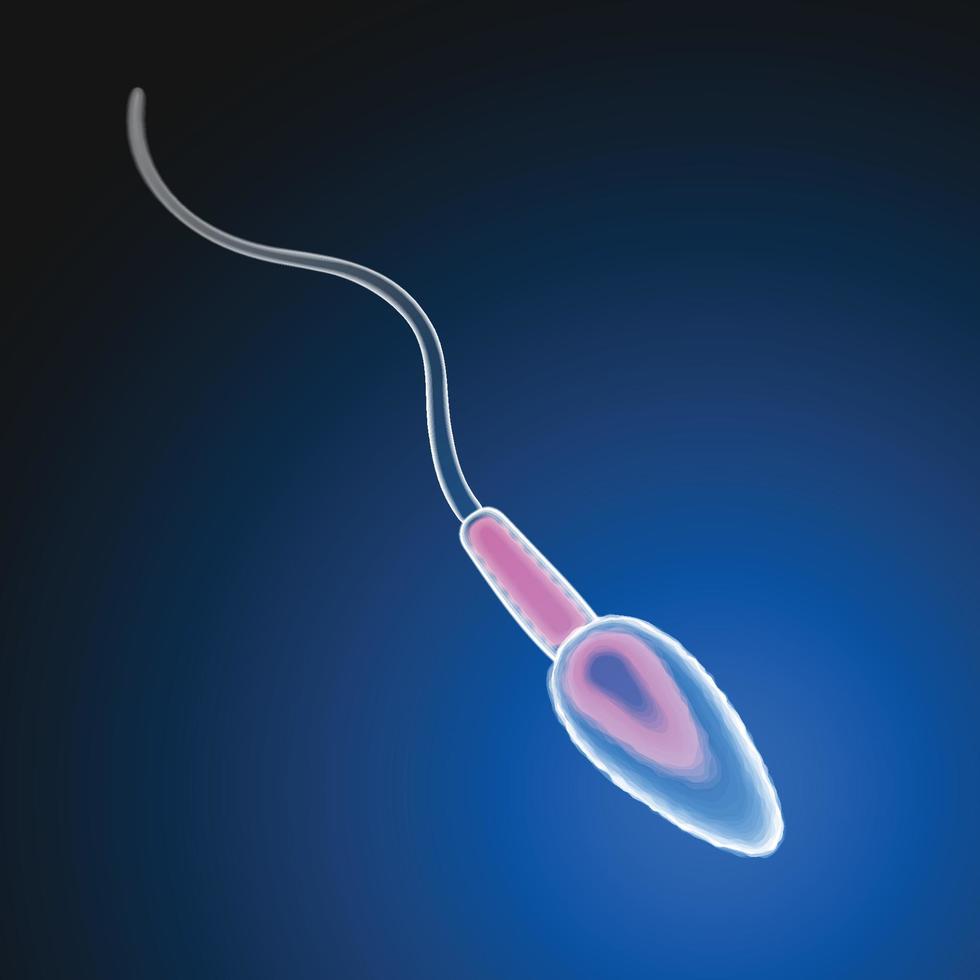 una imagen de un espermatozoide en posición de natación. vector