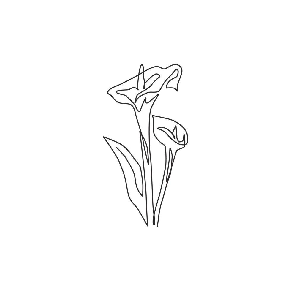 Un dibujo de línea continua Beauty Fresh Zantedeschia para la decoración de la pared del hogar. Flor de lirio de arum decorativa imprimible para tarjeta de invitación de boda. Ilustración de vector de diseño de dibujo de línea única moderna