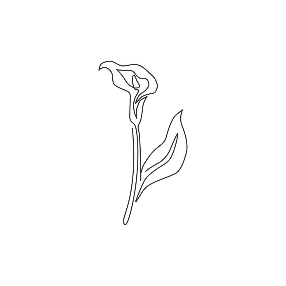 Single continuous line drawing of beauty fresh zantedeschia for home wall decor print. Printable decorative arum lily flower for greeting card ornament. Trendy one line draw design vector illustration