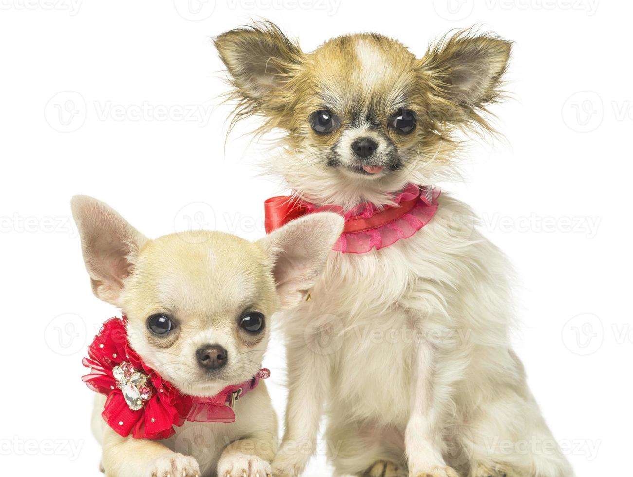 Cachorros lindos del perro marrón y blanco que se sientan delante que abrazan el perro perdiguero aislado en blanco. foto