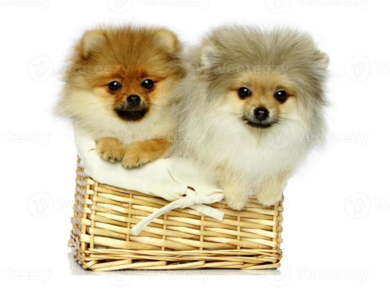 brown and white dog cute puppies sitting in front hugging retriever isolated on white. photo