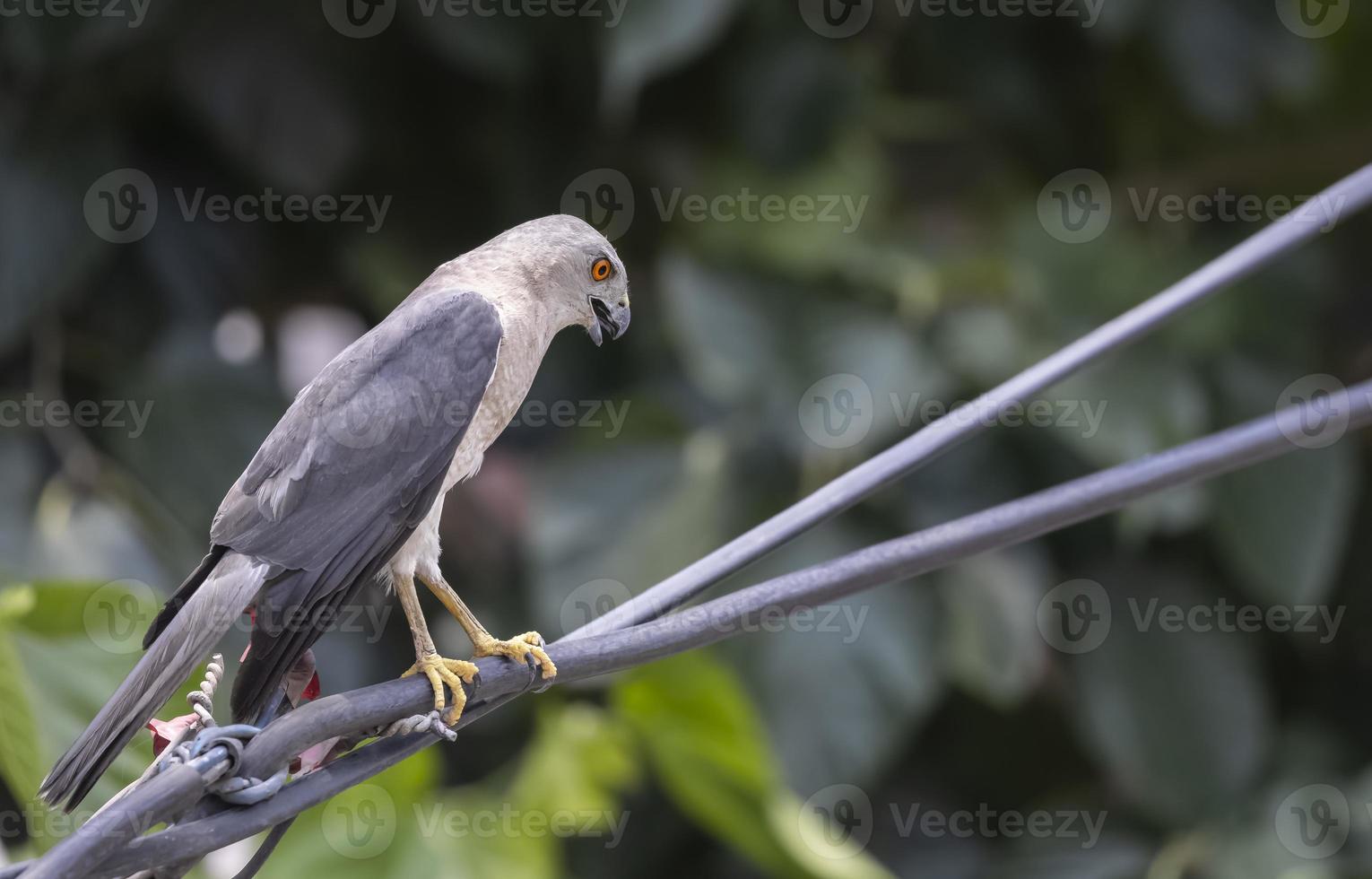 Shikra accipiter badius retrato de pájaro mientras está sentado sobre un cable eléctrico foto