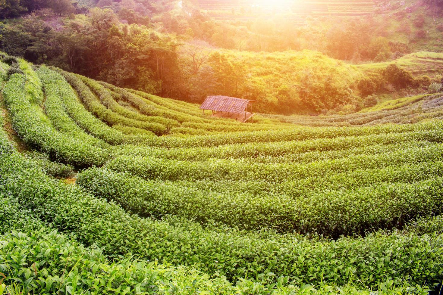 Aerial view beautiful landscape green tea plantation on Doi Ang Khang Chiang Mai Thailand. photo