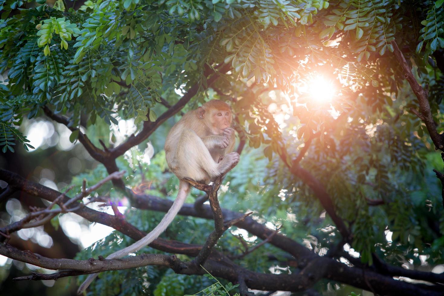 Monkey on a tree with green leaves and morning sunlight. World of wildlife photo