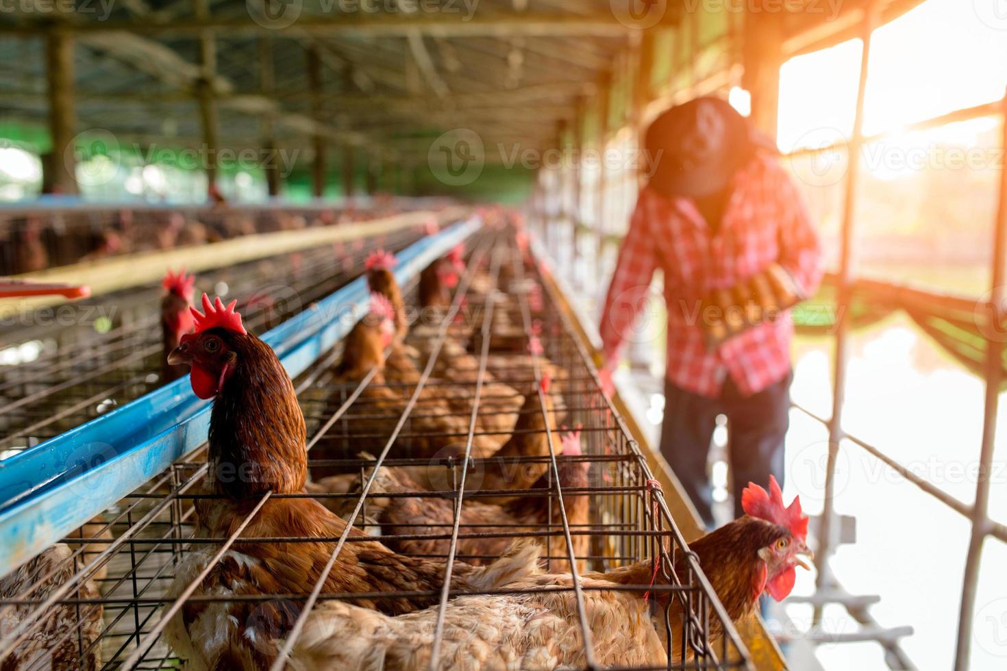 Hombre agricultor que trabaja en la granja de huevos de gallinas foto