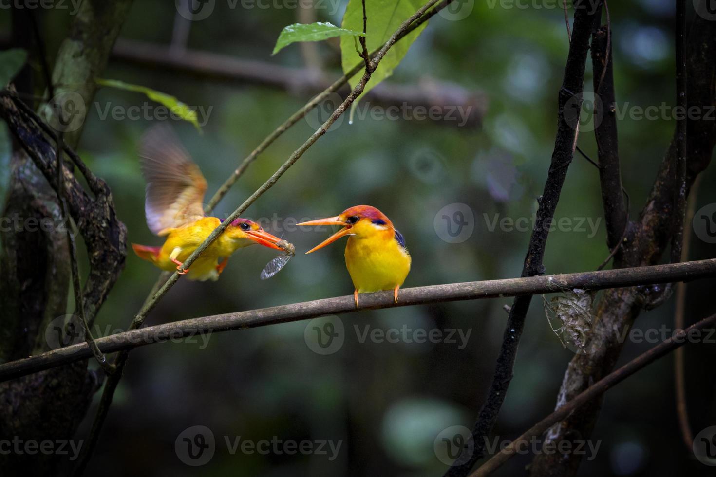 Black-backed Kingfisher bird in Kaeng Krachan National Park Thailand. photo