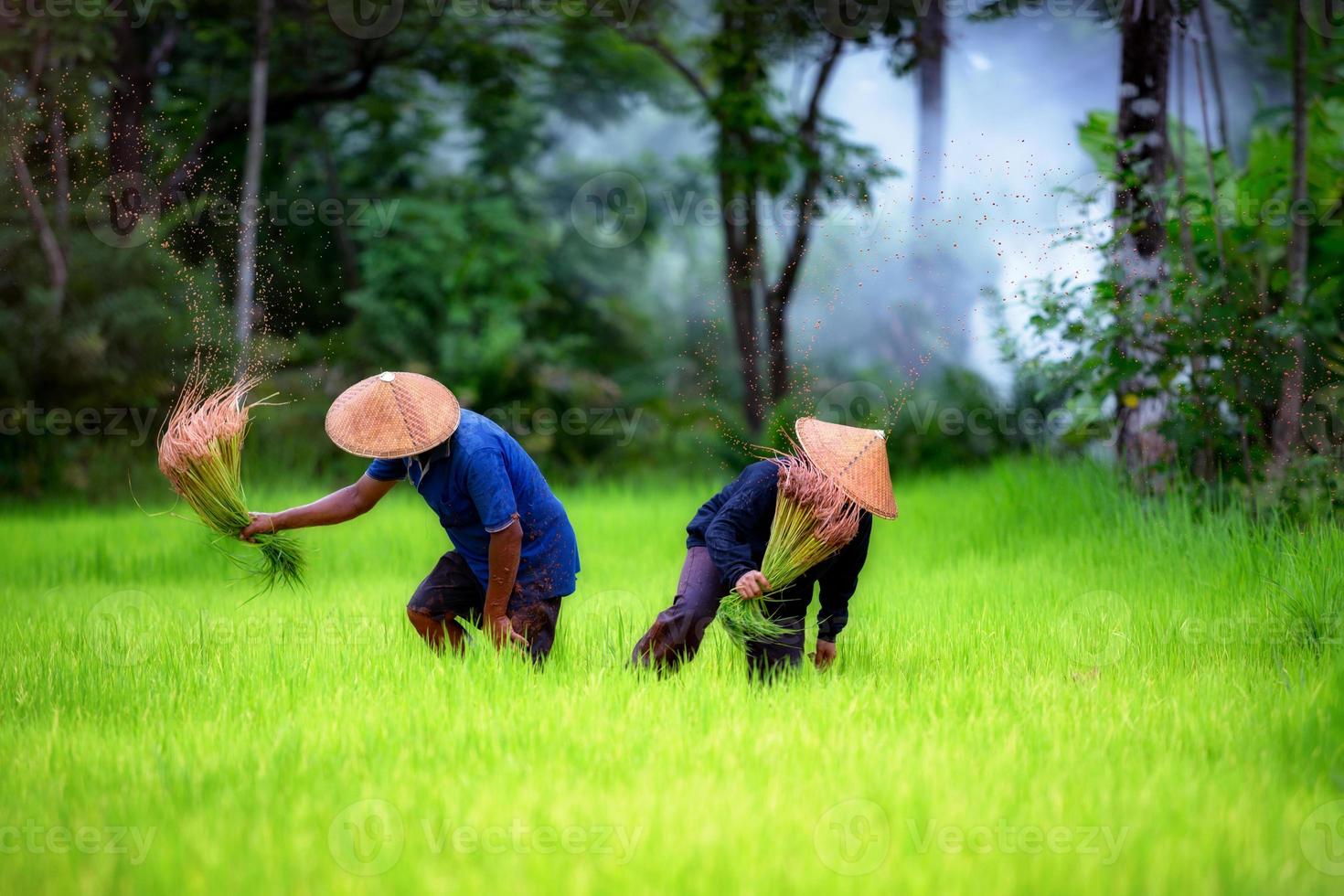 Couple farmer working on green rice field together in Thailand. photo
