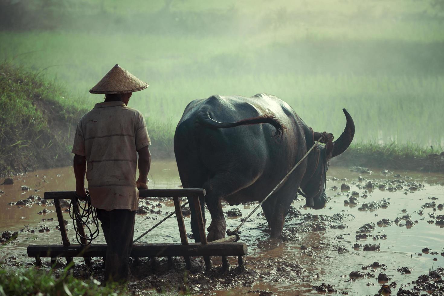 El agricultor tailandés en tierras de cultivo está trabajando arando con un búfalo, esta es la tradición del agricultor tailandés en las zonas rurales de Tailandia. foto