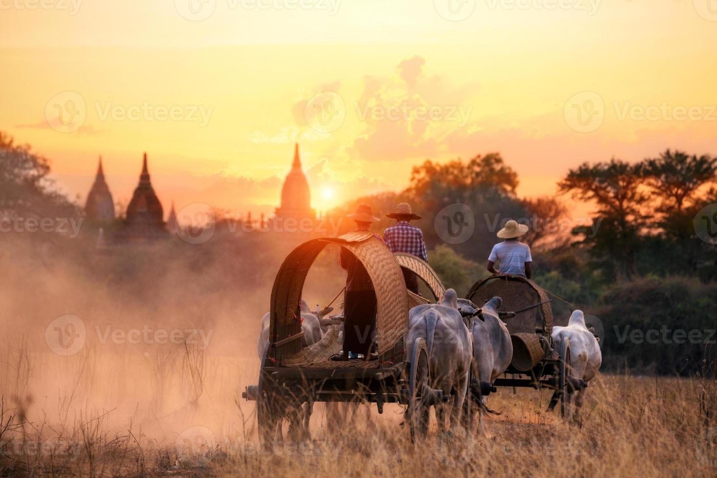 transporte de myanmar en carros de ganado locales de bagan, mandalay, birmania al atardecer. foto