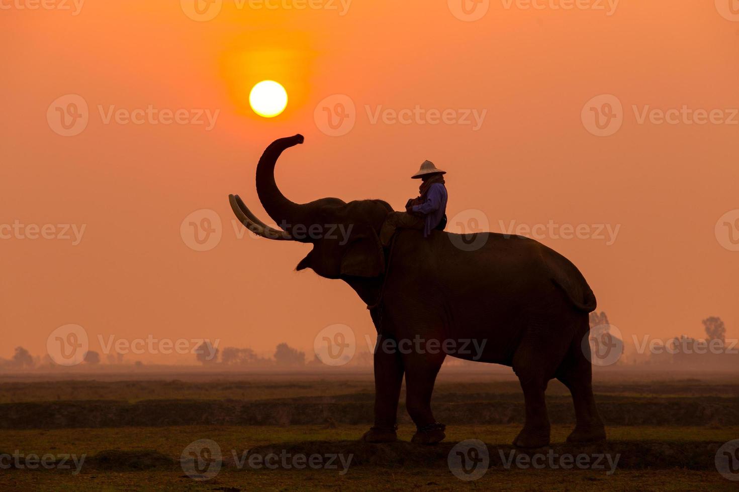 Silhouette elephant in the sunset. photo