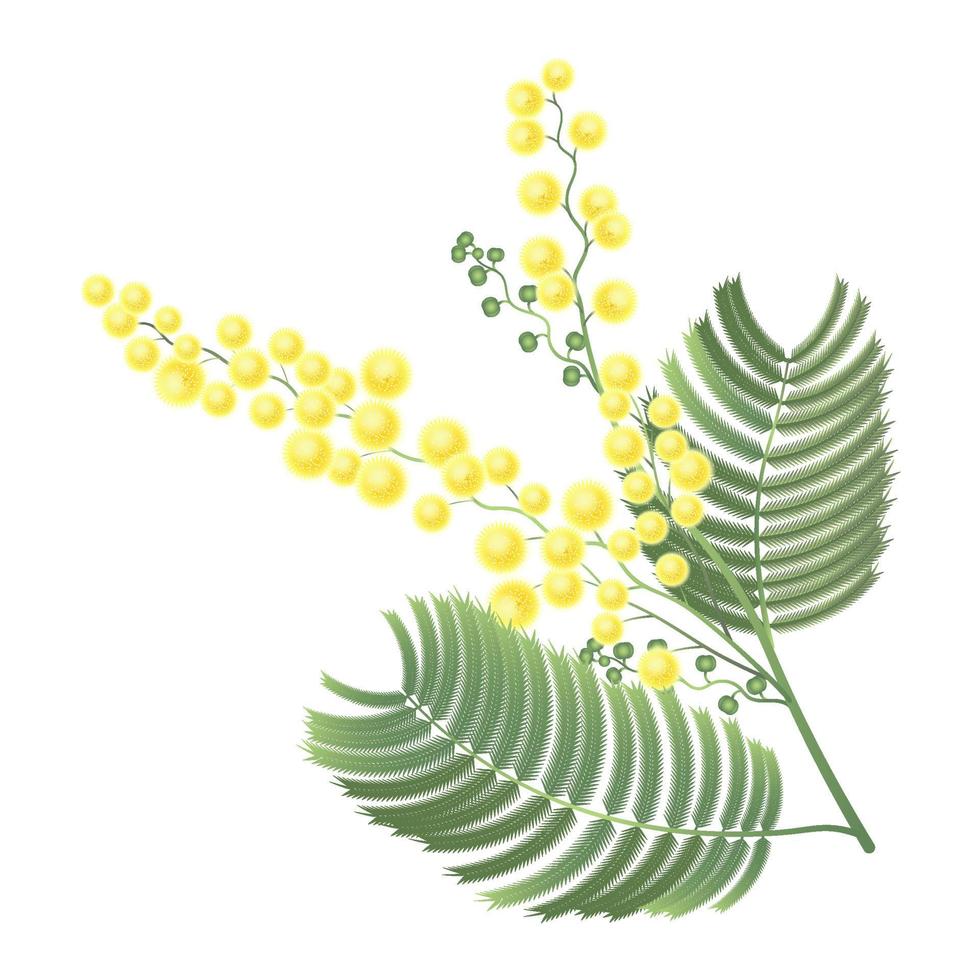 rama de mimosa floreciente. la imagen está separada del fondo. vector