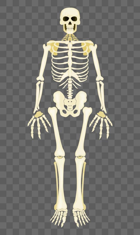 human skeleton stands on a transparent background vector
