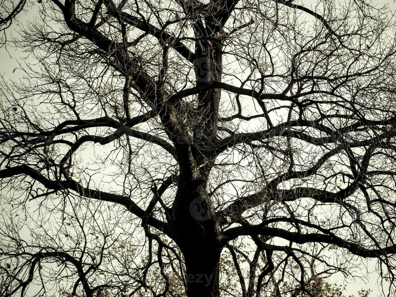 Silhouette of a tree against the sky. photo