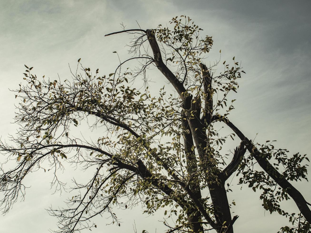 Silhouette of a tree against the sky. photo