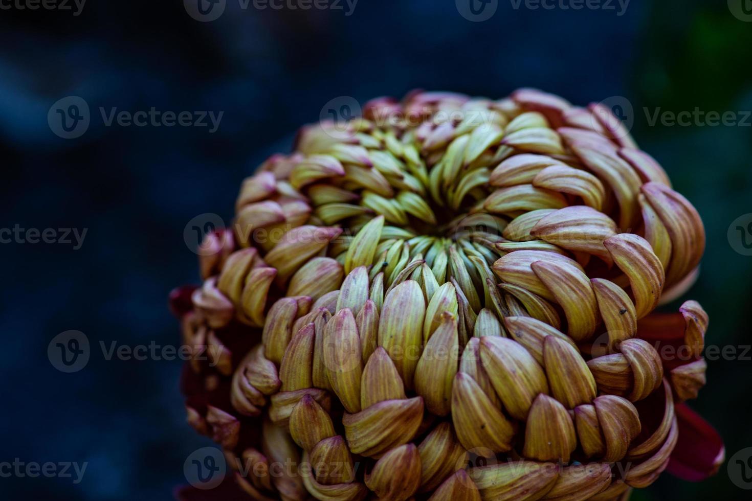 Autumnal flowers in the garden photo