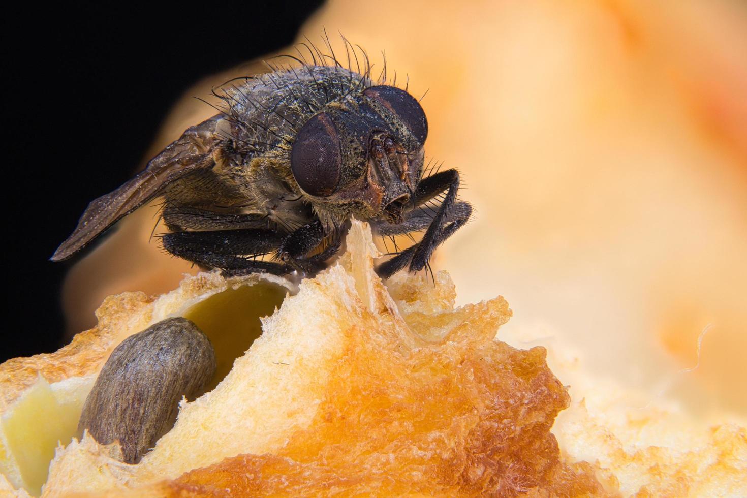 Close-up of black flies photo
