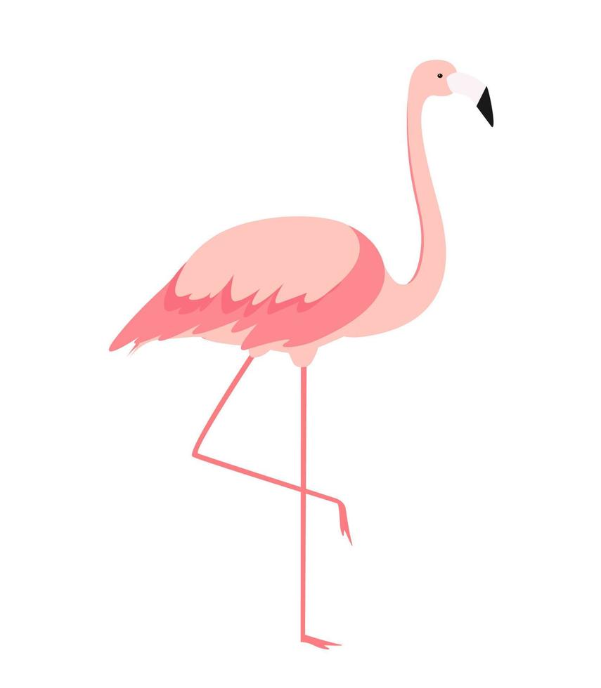 El flamenco rosado de la historieta colorida en una pierna se coloca en el fondo blanco. ilustración vectorial vector