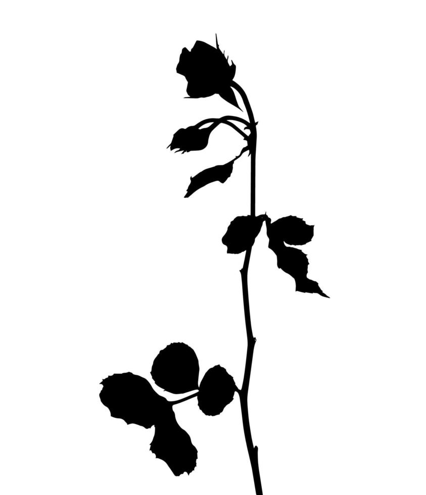 Beautiful Silane White and Black Roses. Isolated on White Background. Vector Illustration
