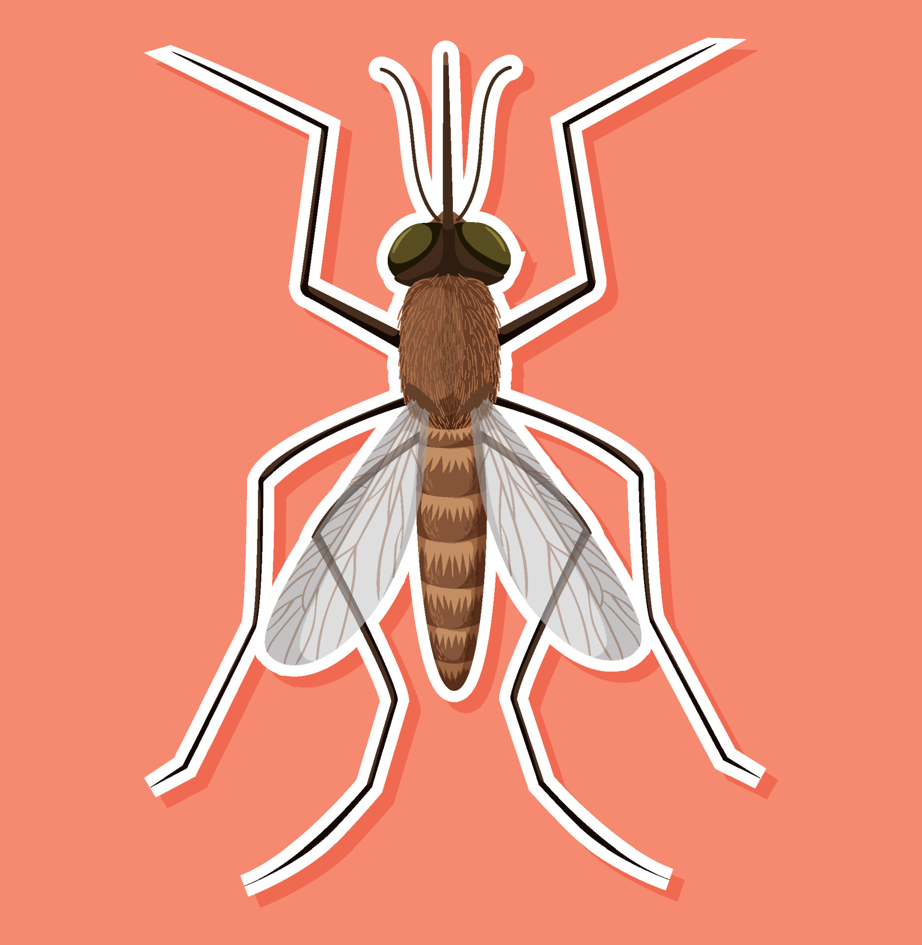 Top view of mosquito in cartoon style 4495718 Vector Art at Vecteezy Top view of mosquito in cartoon style 4495718 Vector Art at Vecteezy