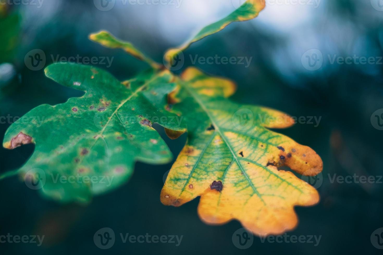 rama verde otoño foto