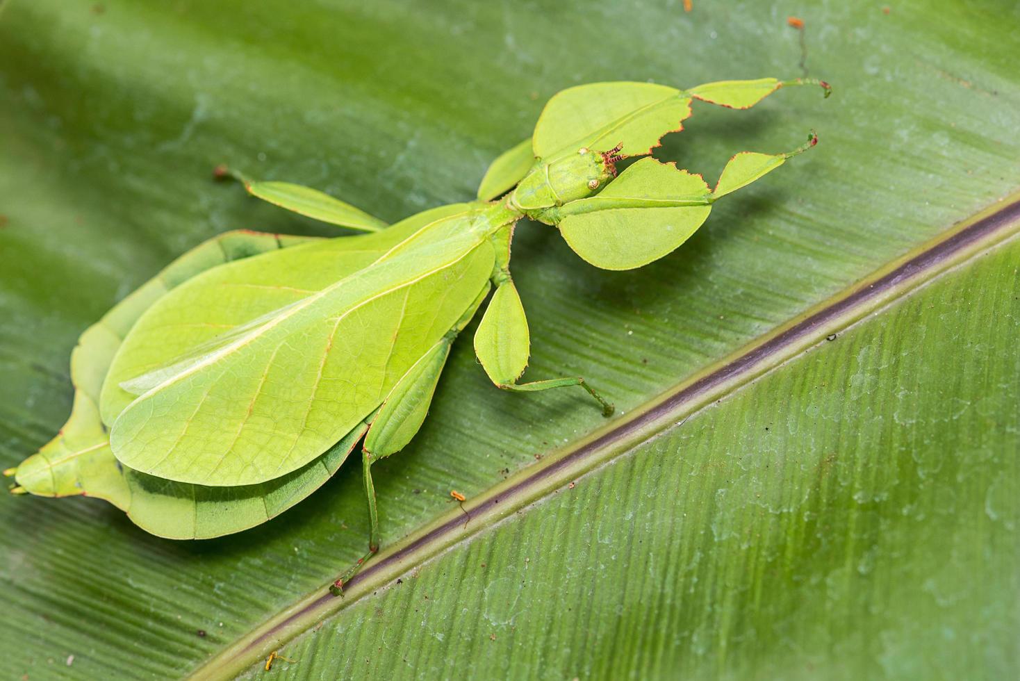 insecto de hoja en hoja foto