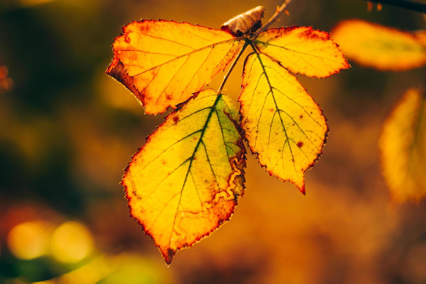rama de otoño cálida foto