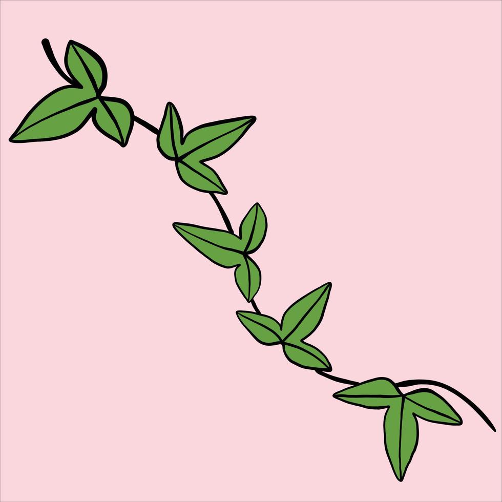 simplicity ivy freehand drawing flat design. vector