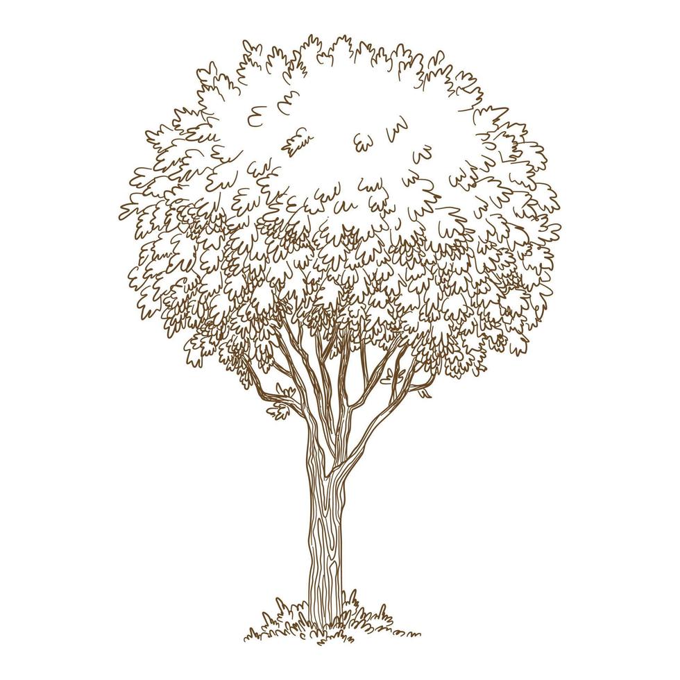 Botanical old tree icon, hand drawn and outline style vector