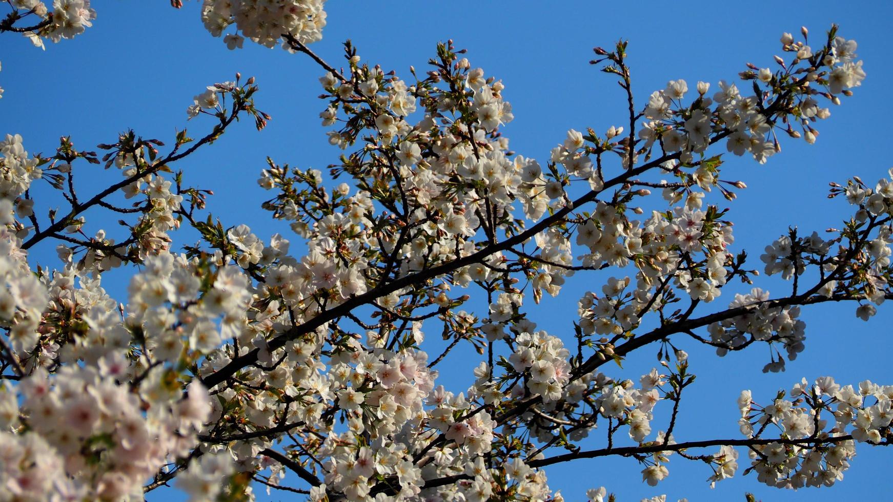 White Cherry blossoms. Sakura trees full bloom in Meguro Ward Tokyo Japan photo