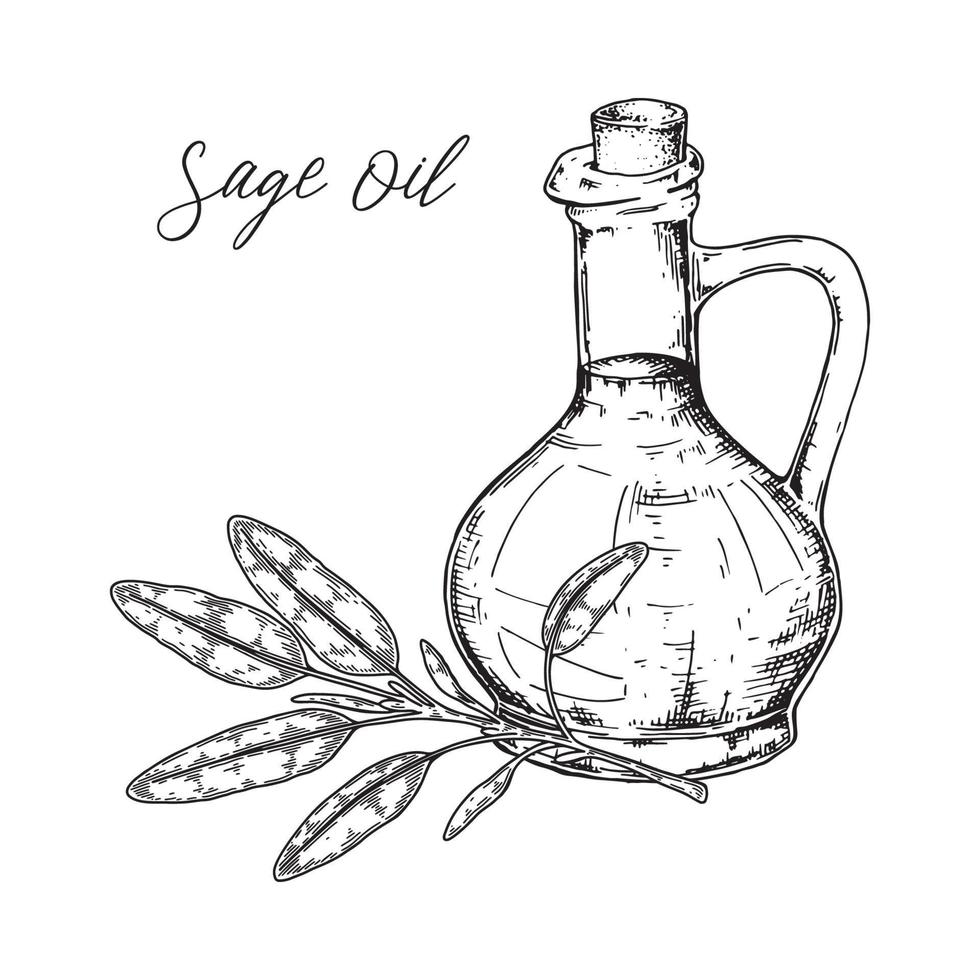 aceite de salvia dibujado a mano con rama. ilustración vectorial en estilo boceto vector