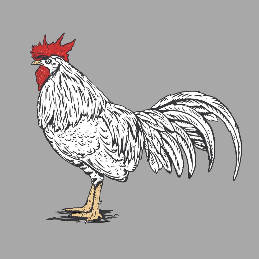 Vintage chicken roast illustration, Handdrawn style vector