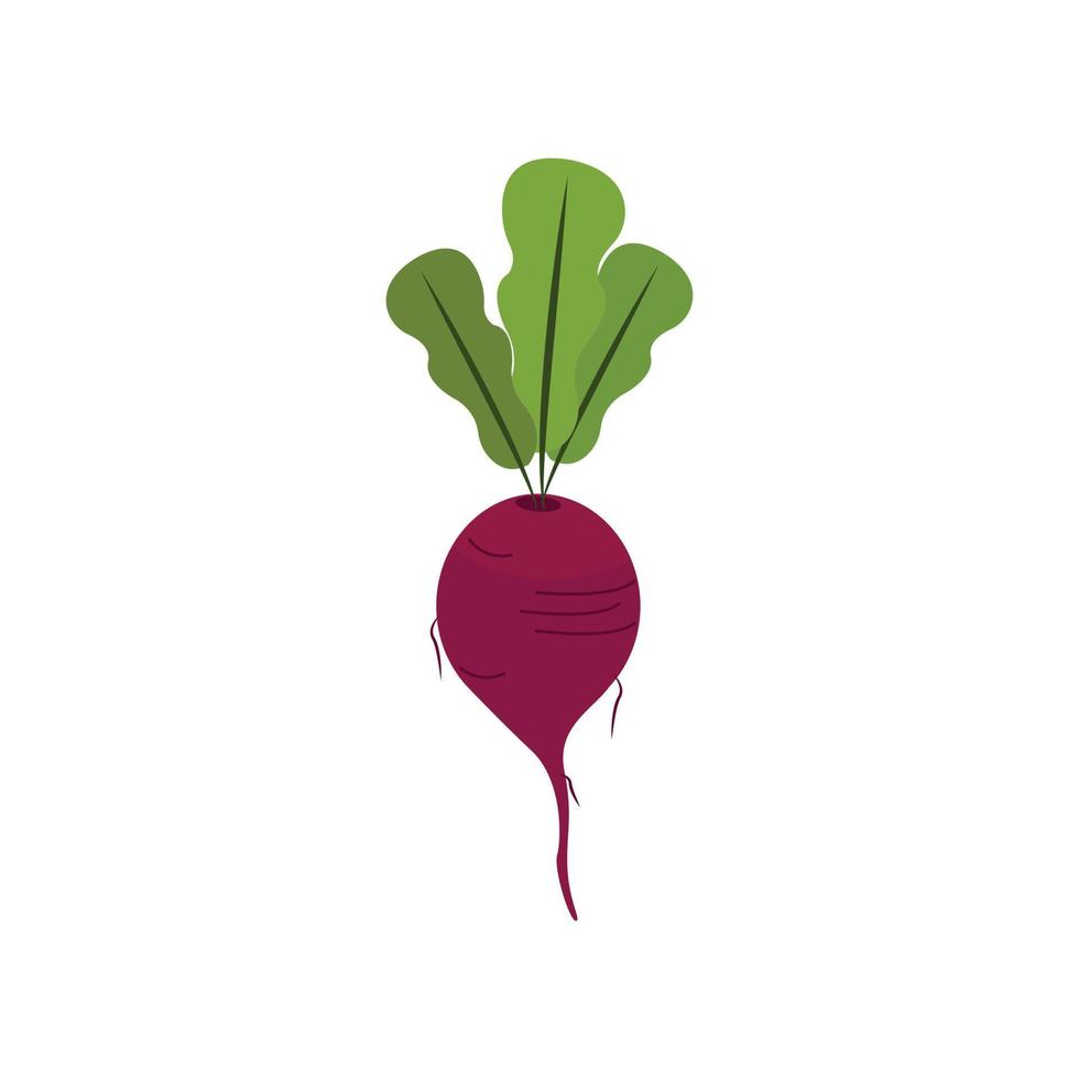 Ilustración de vector de vegetales de remolacha aislado en fondo blanco